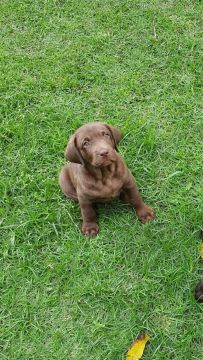 Filhotes de Labrador Chocolate