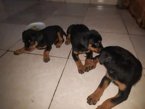 Vende filhote de Rottweller  