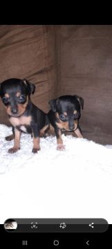 Filhote PINSCHER 0 MACHO