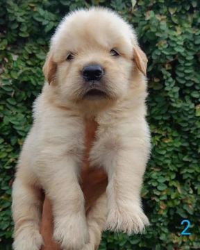 Filhote de Golden Retriever - Lindíssimo! Macho esperando sua família 