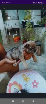 Filhote de Bulldog Francês