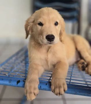 Filhote Golden Retriever