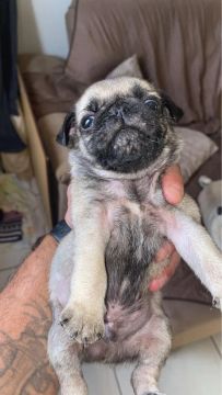 Filhote Pug Macho