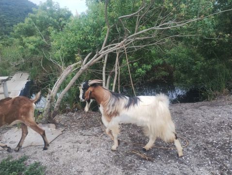 Cabras para venda
