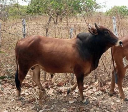 Bovino Sindi