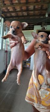 Filhote de pinscher tamanho 1