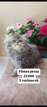 Persa  filhotes PROMOÇÃO!!
