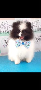 Spitz Alemão (Lulu da pomerania ) com apenas 9 meses 