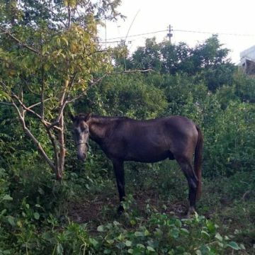 Potro de cavalo a Venda 4 ano