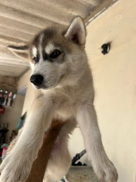 Vende-se filhote de husky siberiano