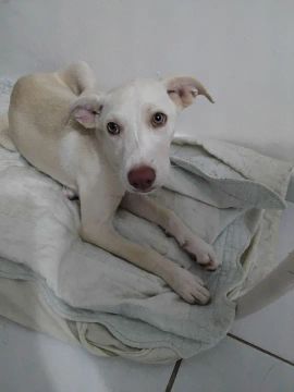 Cachorrinha para doação 
