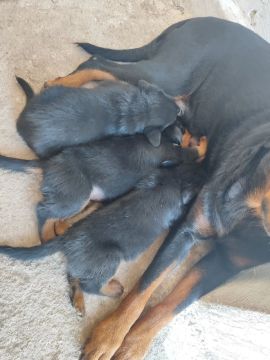 Filhotes Rottweiler cabeça de touro
