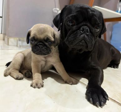 filhotes Pug