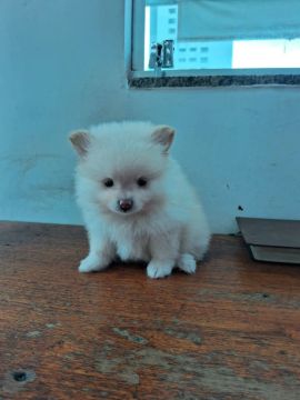 Filhote de Spitz Alemão - pedigree CBKC 