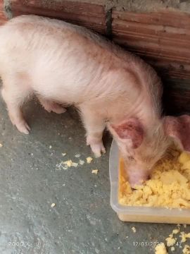 Porquinho 