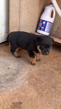 Filhote Rottweiler
