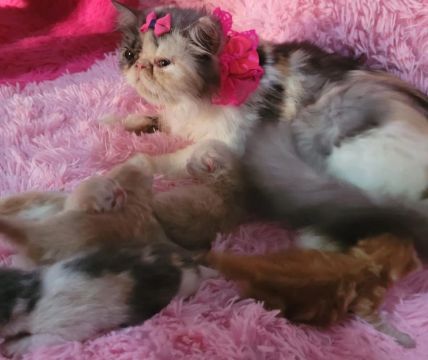 Vendo lindos filhotes de gatos persas legítimos 