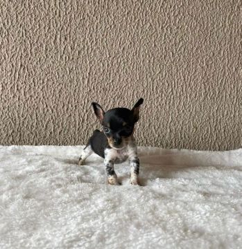 Pinscher -Pague no cartão em ate 12x -clique e garanta seu miniatura 