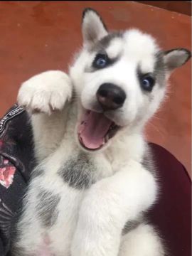 Filhote Husky Siberiano 48 dias de vida 