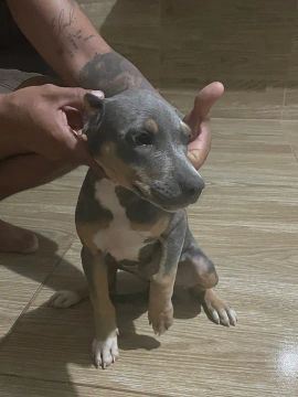 Filhote Pitbull cinza 