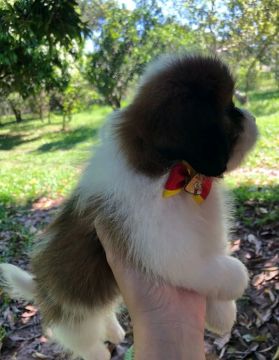Filhote lhasa apso Fofo procurando um novo lar