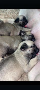 Filhotes de Pug - Lindos e Carinhosos