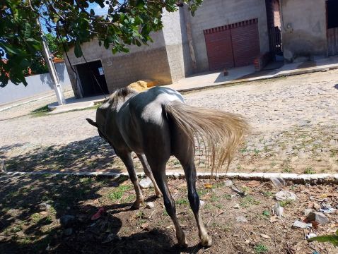 Cavalo 