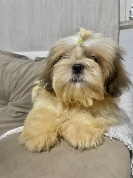 Filhote de Shih Tzu 
