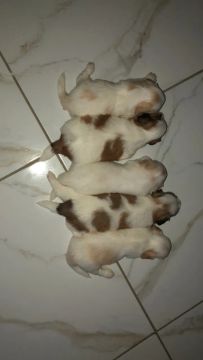 Filhotes de Lhasa Apso Puros