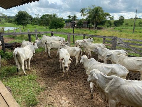 Vacas nelores