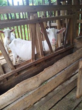 Cabras