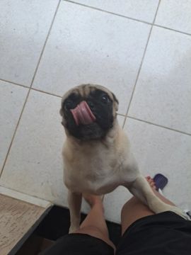 Pug macho
