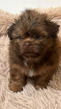 Filhote de Shih Tzu chocolate 
