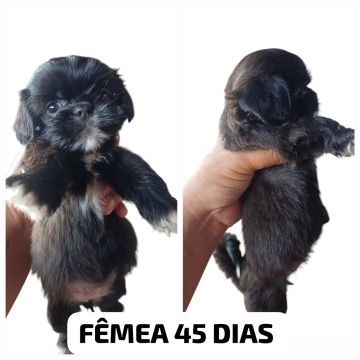 Fêmea Shih Tzu 45 dias