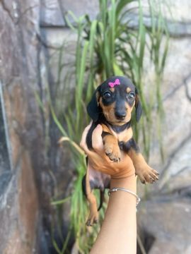 Dachshund mini fêmea 