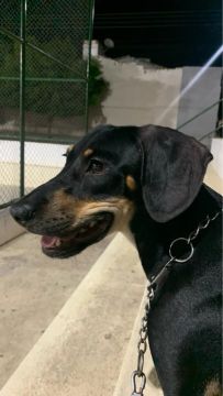 Fêmea Pinscher misturada com Salsicha!! 