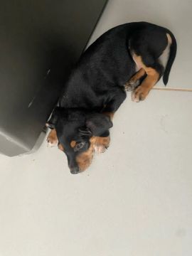 Vendo filhote de fila com rottweiler  macho 