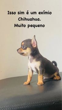 Chihuahua Micro 