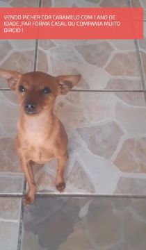 Pichcher caramelo com 1 ano 