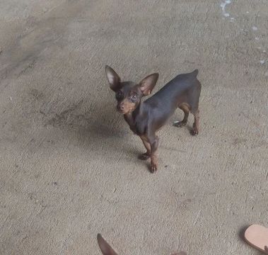 Pincher macho 
