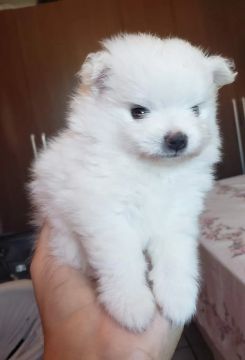 Filhote de Spitz Alemão
