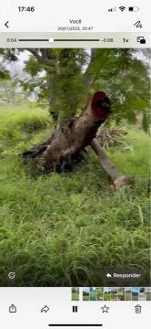 Vendo uma linda fazenda 