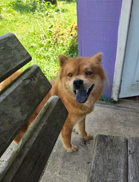 Doguinha Chow Chow mestiça para adoção