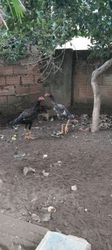 Franguinho indio 40 reais cada macho 