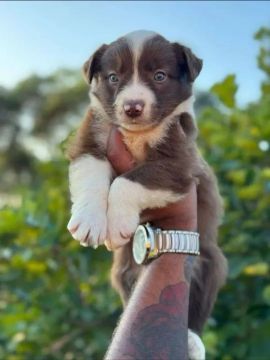 Border Collie Filhotes Lindos