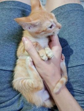 Gato Macho 2 meses