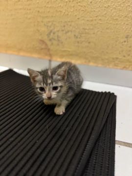 Gatinho fofo para adoção