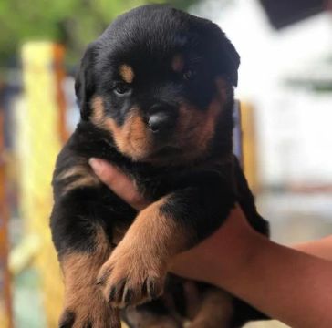 Rottweiler Bichinhos fofos prontos para roubar seu coração !!