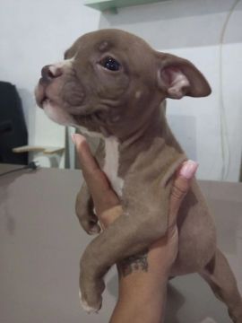 Filhote de Pitbull fêmea 