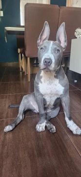 Filhote American Bully 